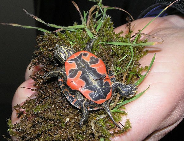 Despite ban, small turtle online pet trade in the US found to be flourishing