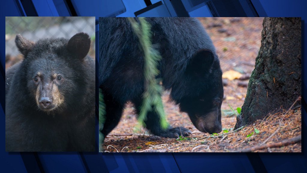 Orphaned black bears Timber (L) and Thorn (R) arrived in Oregon Zoo's Black Bear Ridge last week. 