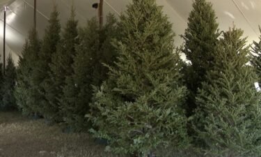 Christmas tree suppliers in the Tampa Bay Area are struggling with their tree supply this holiday.