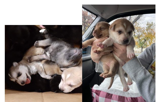 Puppies left at, rescued from overcrowded Central California shelter by Street Dog Hero