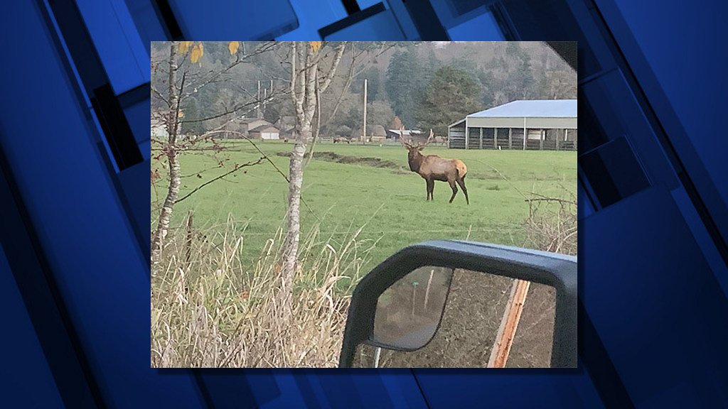 Bull elk seen in Columbia County the afternoon of Nov. 28; found dead the next morning, its antlers removed