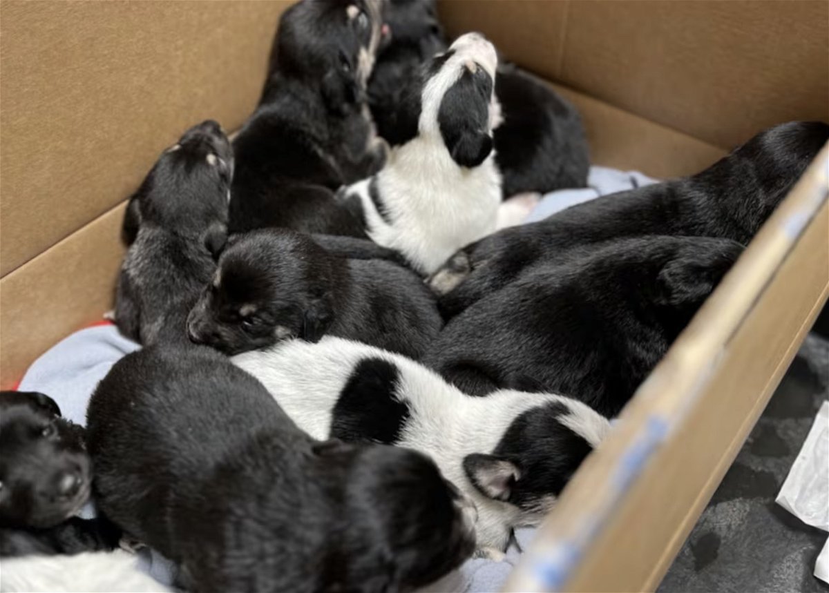 <i>KPTV</i><br/>A litter of newborn puppies and their mom are getting a second chance at life after the pregnant dog was discovered in Southwest Washington.
