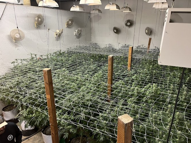Raid on three Tumalo properties turned up over 300 illegal marijuana plants, DCSO says