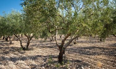 Demand for olive oil and recent struggling harvests have led to sharp increases in the price of olive oil.