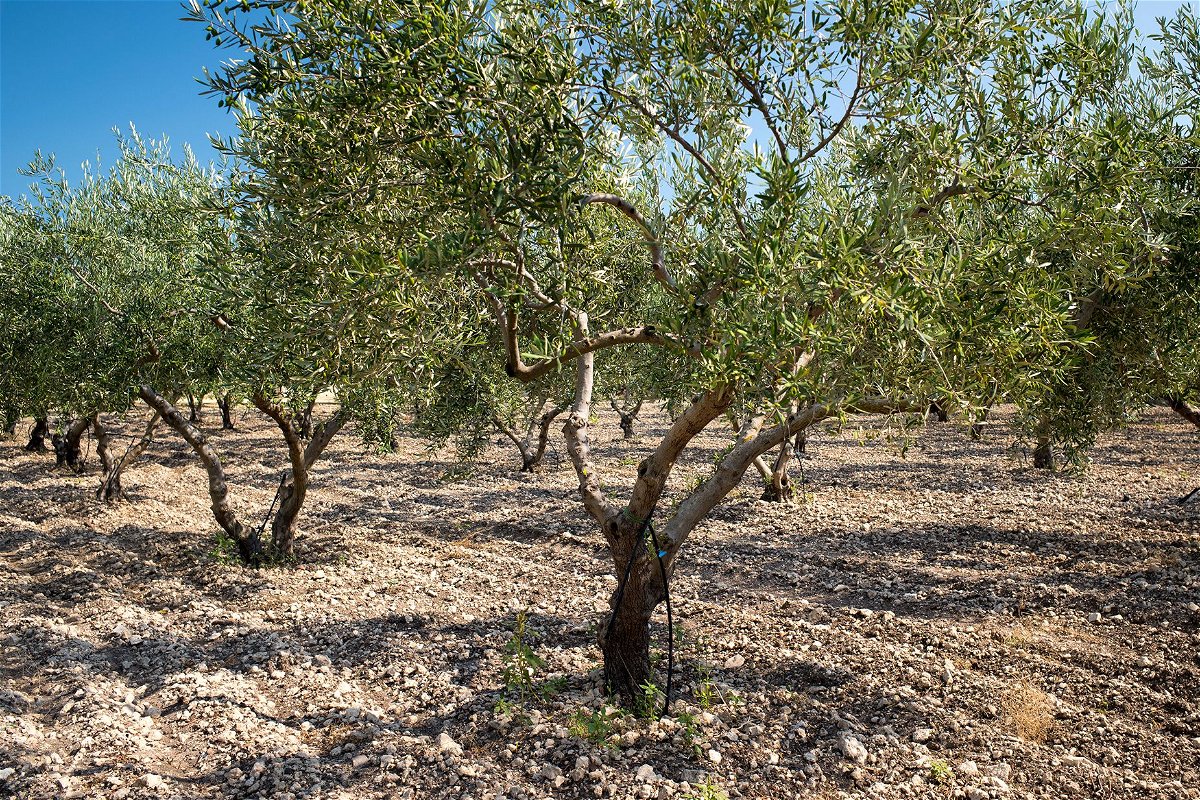 <i>Budrul Chukrut/SOPA Images/LightRocket/Getty Images</i><br/>Demand for olive oil and recent struggling harvests have led to sharp increases in the price of olive oil.