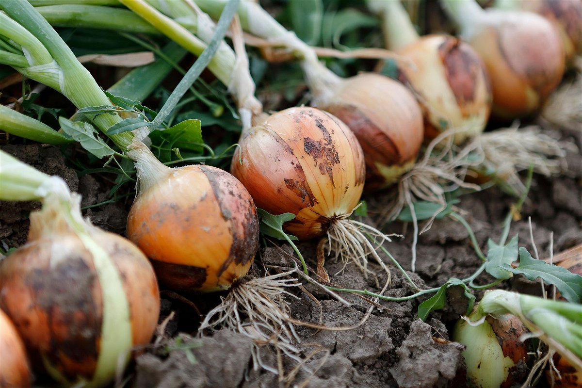 <i>Capelle.r/Moment RF/Getty Images</i><br/>For raw onions