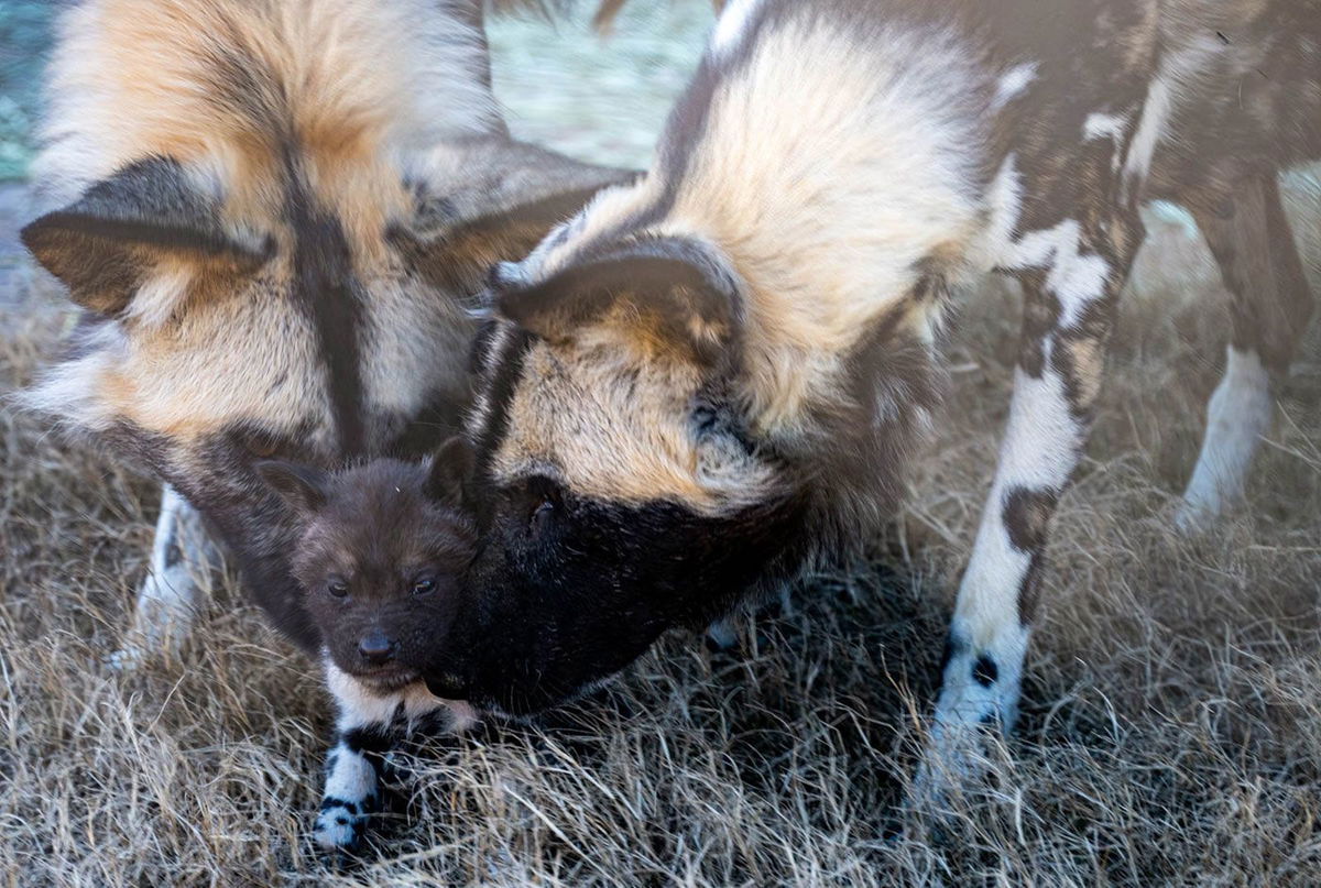 <i>Jennifer D'Agostino/Oklahoma City Zoo</i><br/>African painted dogs Pele and Guy appear with a new pup at the Oklahoma City Zoo.