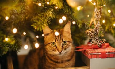 You can take steps to prevent your pet from ingesting holiday decorations.