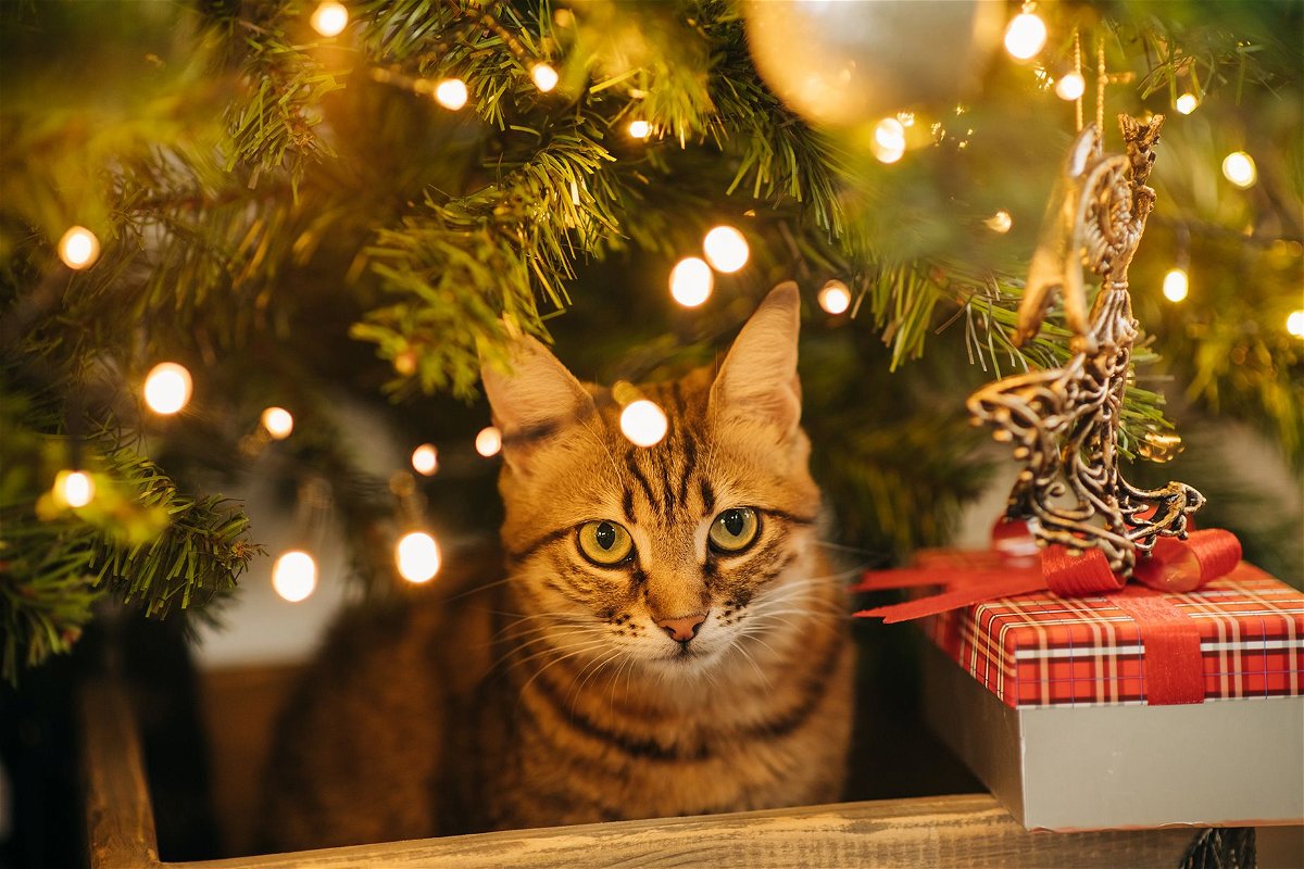 <i>Kseniya Ovchinnikova/Moment RF/Getty Images</i><br/>You can take steps to prevent your pet from ingesting holiday decorations.