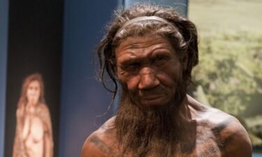 A model of a Neanderthal male on display at the Natural History Museum in London.