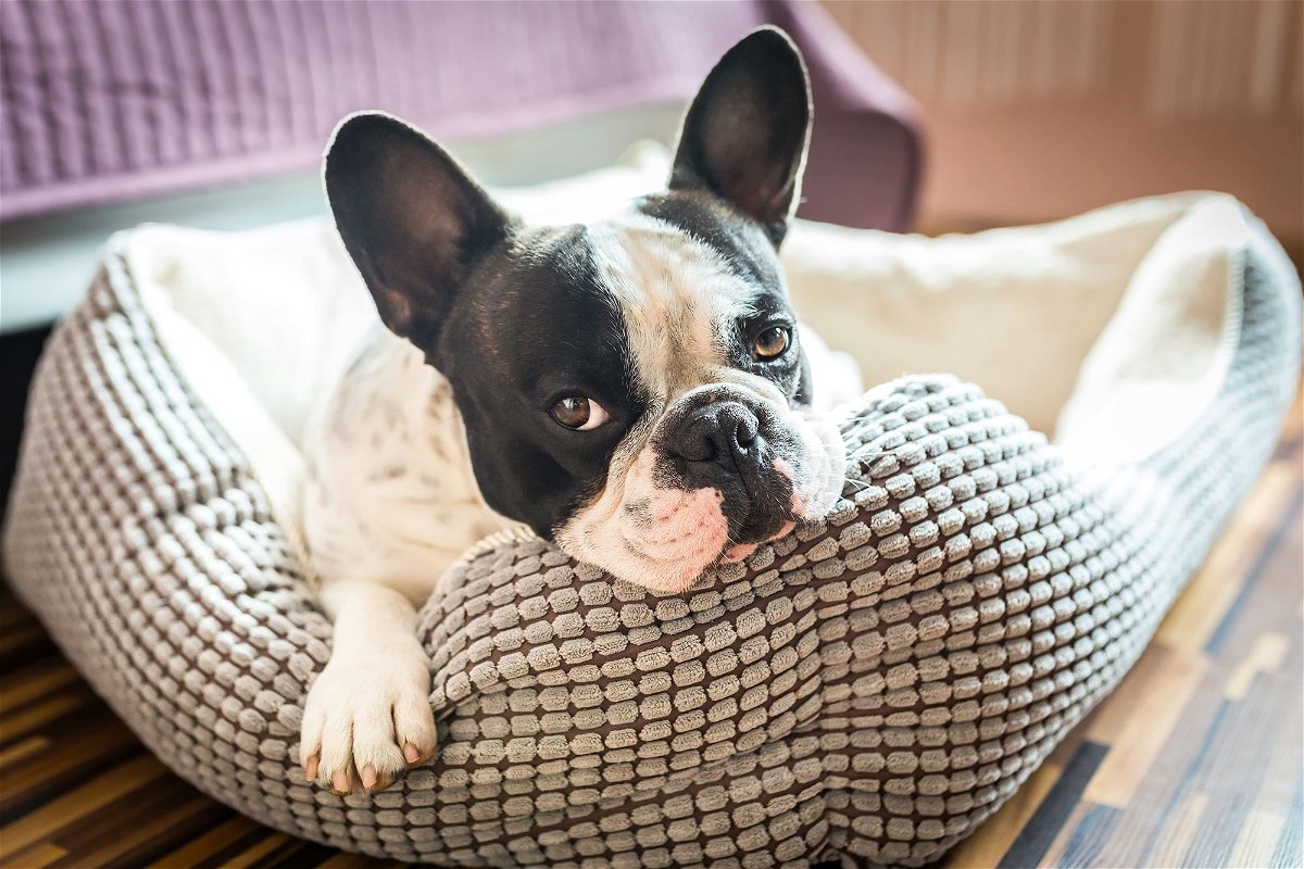 <i>Patryk Kosmider/Adobe Stock</i><br/>French bulldogs are cute but chronically underslept.