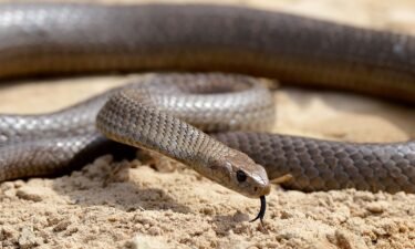 A deadly Australia eastern brown snake is photographed in Sydney in this 2012 file photo. This type of snake slithered onto the tennis court during the Brisbane International qualification match between Dominic Thiem and James McCabe