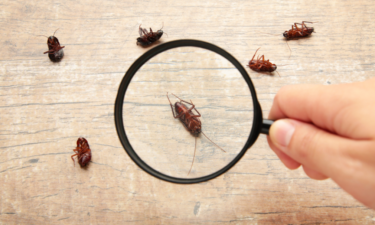 Which cities attract the most cockroaches?