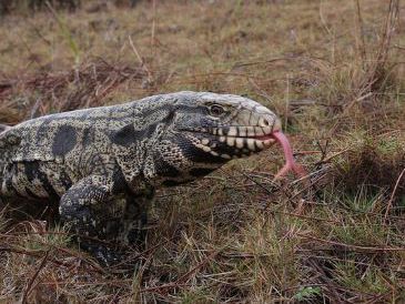 <i>Dustin Smith/South Carolina Department of Natural Resources/WHNS</i><br/>Wildlife agencies are asking people to report sightings of a large