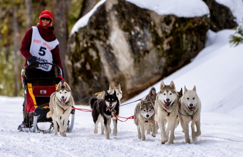 Bend musher Jane Devlin Idaho Sled Dog Race