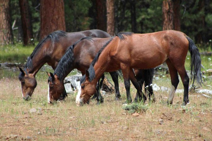Horses in Big Summit Wild Horse Territory