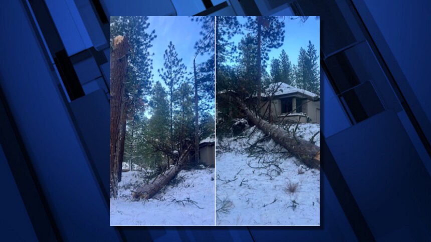 Black Butte Ranch trees down