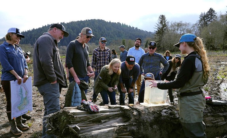 California Gov. Gavin Newsom and various officials look at young salmon captured for research at Prairie Creek in Redwoods National Park, Calif., Monday, Jan. 29,