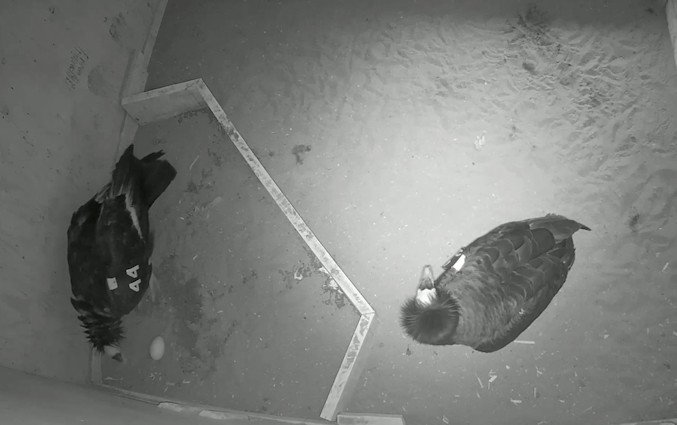 California condors no. 189 and 544 with the first egg of the season.