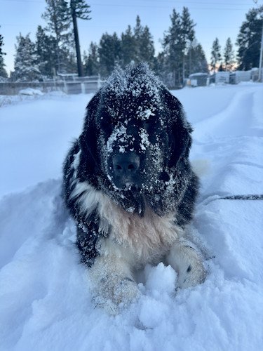 Dog loves snowstorm Matt Johnston 1-10