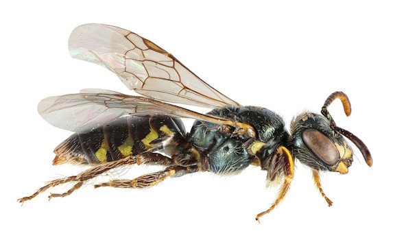 Northwest bee, a female Perdita lateral