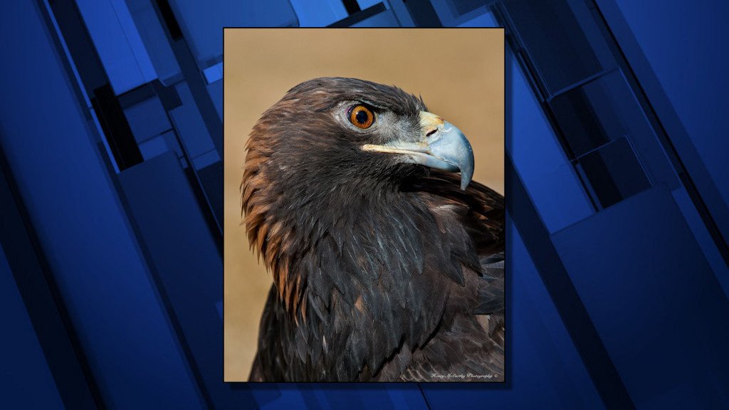 Aquila, the Sunriver Nature Center's golden eagle