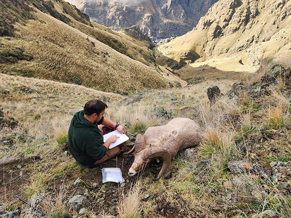 A deceased bighorn ewe was found in northern Hells Canyon in Idaho in mid-December 2023 that tested positive for Movi.