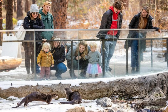 The three river otters at the High Desert Museum are one of the experiences awaiting visitors on Free Family Saturdays, January 27 and February 24.