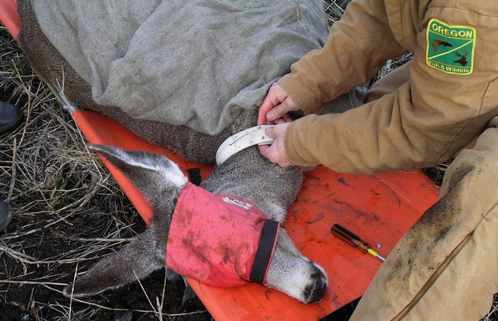 ODFW staff collaring a mule deer. The Mule Deer Plan incorporates data from extensive collaring and other monitoring efforts.