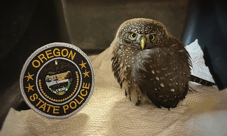 Rescued Northern Pygmy Owl