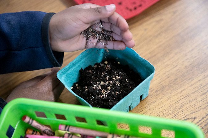 A student learns how to plant and grow microgreens in 2023 at Woodlawn K-5 School in Portland. The students used seeds from Food Hero Grow This! classroom seed-starting kits.