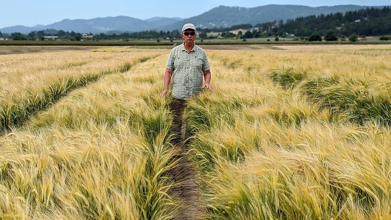 Oregon State University's Pat Hayes in a barley at the university's Hyslop Field Lab.