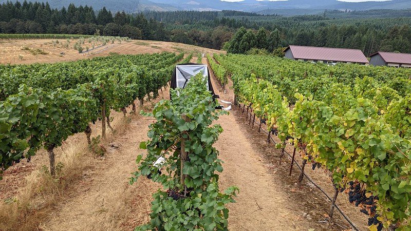 Pinot noir grapes at Oregon State University's Woodhall Vineyard undergoing smoke experiments. 