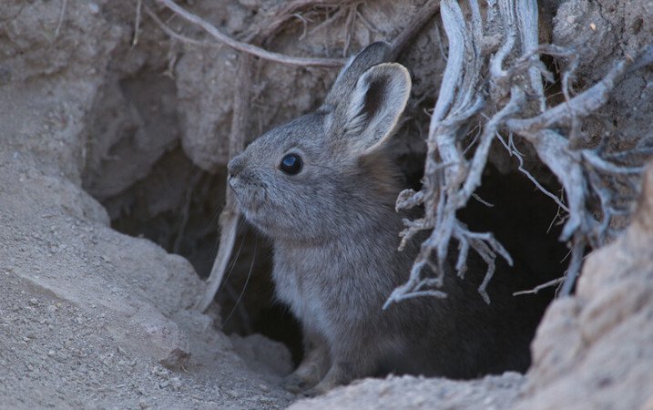 Pygmy rabbit is the smallest species of rabbits