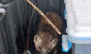 A Pine marten caught in a trap was given life-saving CPR