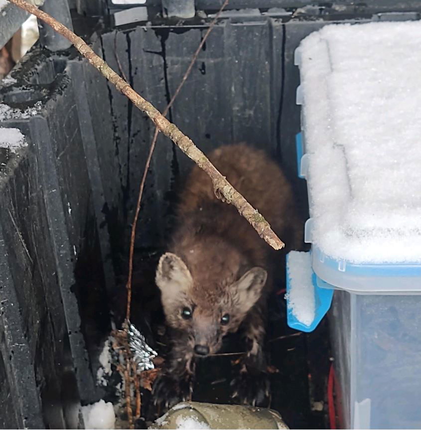 <i>MINNESOTA DNR/WCCO</i><br/>A Pine marten caught in a trap was given life-saving CPR