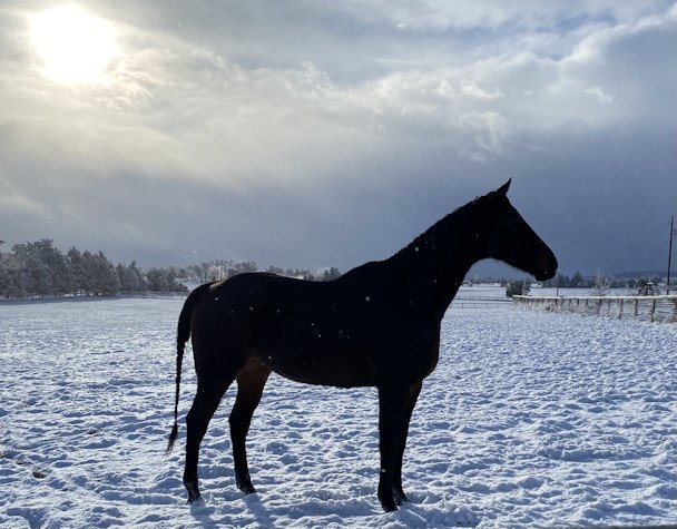 Tumalo horse in snow Stephanie Stout 1-9