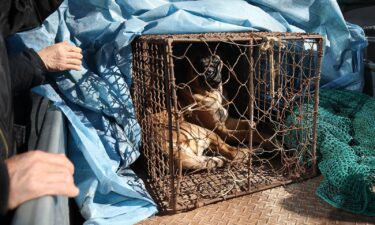 A dog looks out from a cage as police officers block a dog farmer protest