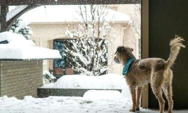 Older pets need extra protection — both inside and outdoors while taking walks in the snow and ice