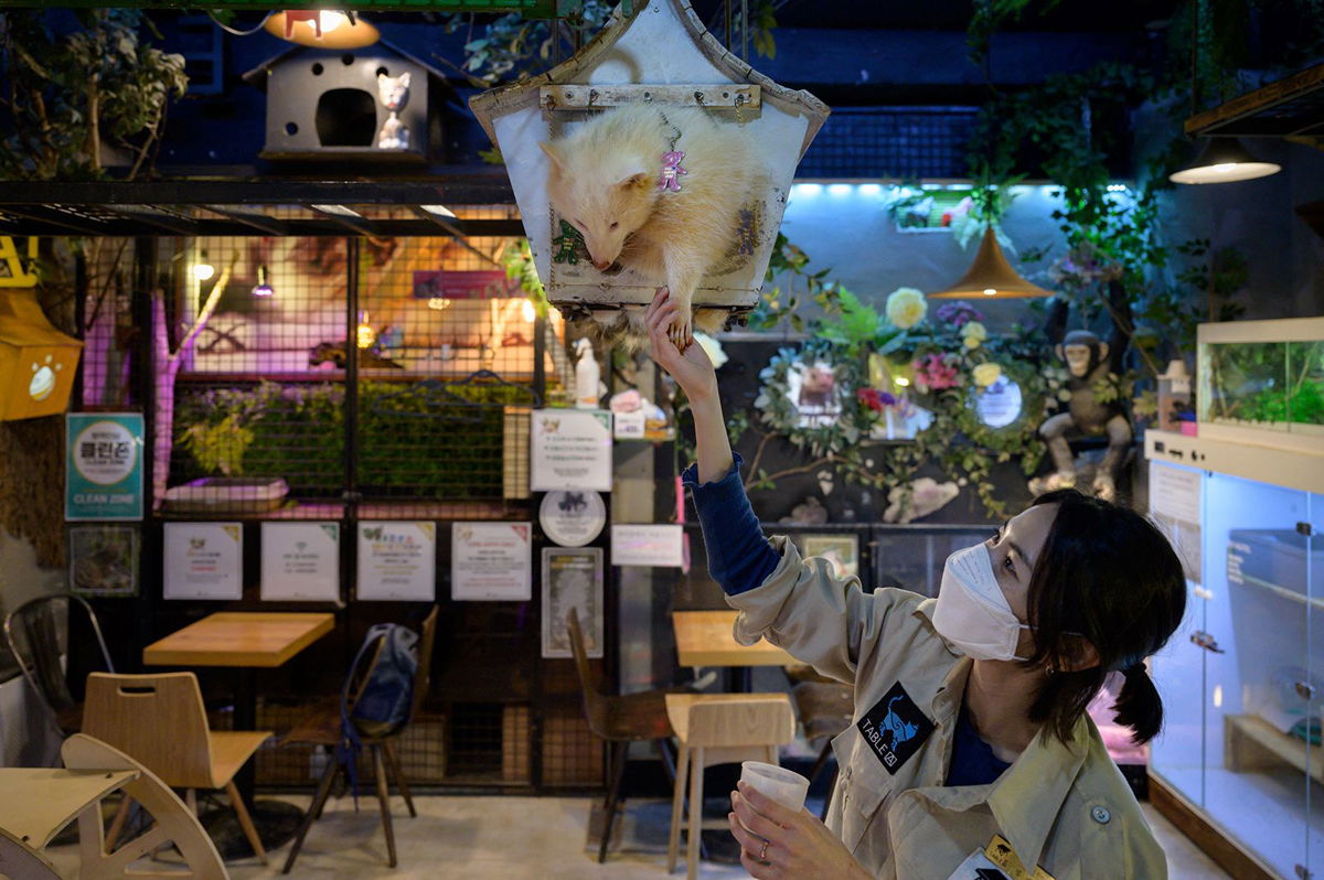 <i>Ed Jones/AFP/Getty Images</i><br/>A cat sits on a table at a pet cafe in Seoul