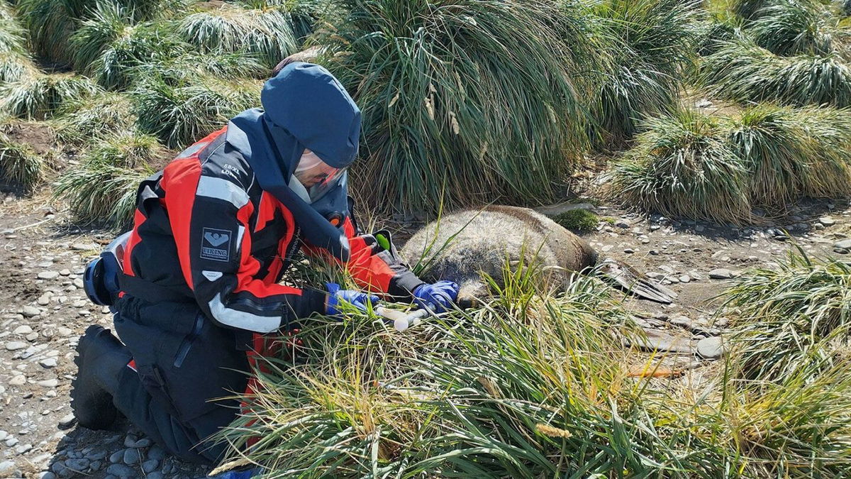 <i>Dr. Marco Falchieri/APHA/Handout/Reuters</i><br/>A scientist tests a dead seal for avian influenza on South Georgia Island in December 2023.