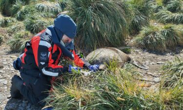 A scientist tests a dead seal for avian influenza on South Georgia Island in December 2023.