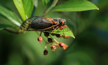 A Brood X cicada takes flight among the treetops in June 2021 in Columbia