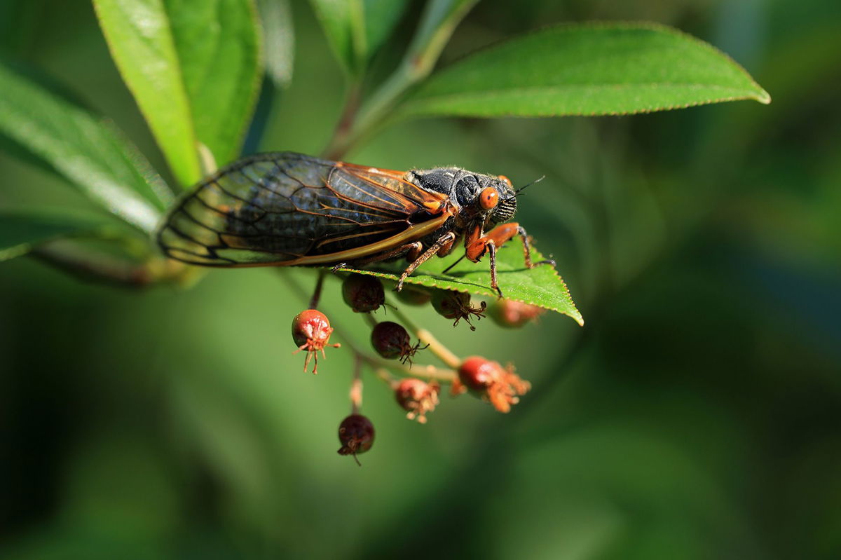<i>Chip Somodevilla/Getty Images</i><br/>A Brood X cicada takes flight among the treetops in June 2021 in Columbia