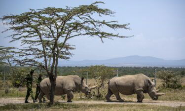 Female northern white rhinos Fatu