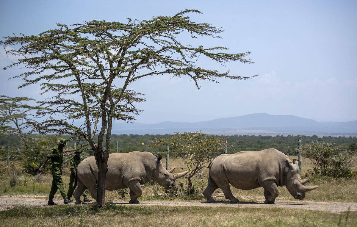 <i>Ben Curtis/AP</i><br/>Female northern white rhinos Fatu