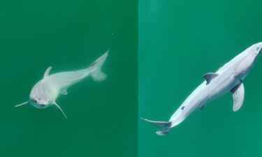 These images reveal a white shark with a pale film covering its body observed 0.4 kilometers off the coast of Carpinteria