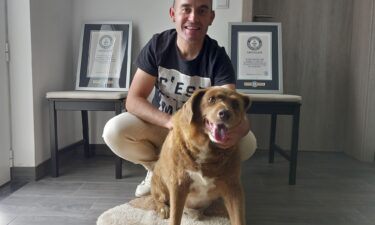 The world’s “oldest ever dog” Bobi