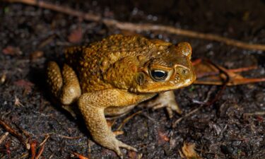 Cane toads produce poison in large glands perched on their shoulders that's fatal for some animals.