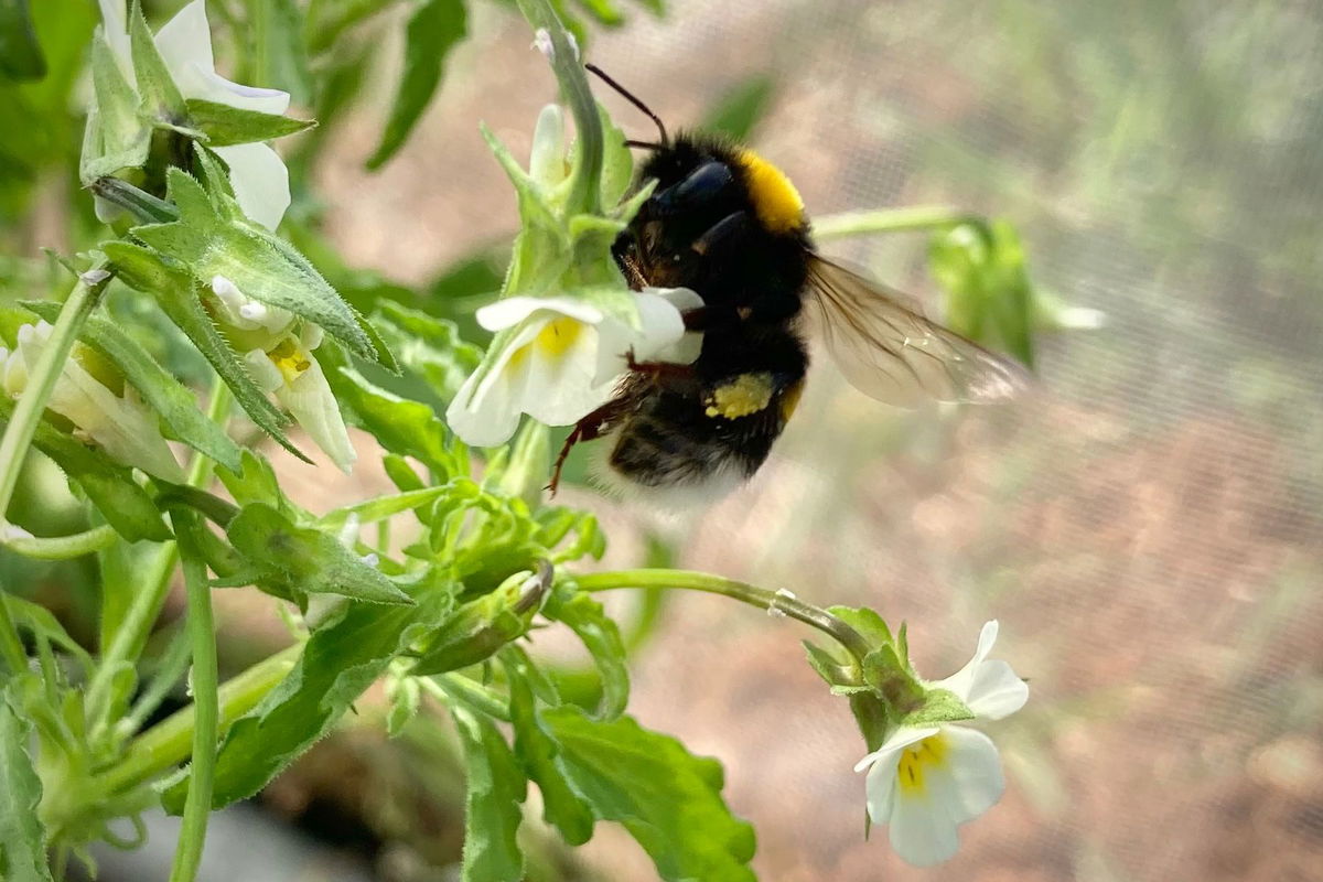 <i>Samson Acoca-Pidolle</i><br/>A bumblebee visits a field pansy flower during an experiment realized in this study.